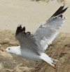 Larus armenicus